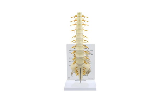 kość krzyżowa - model kręgosłupa t8 - 1019508 3b scientific modele anatomiczne 2